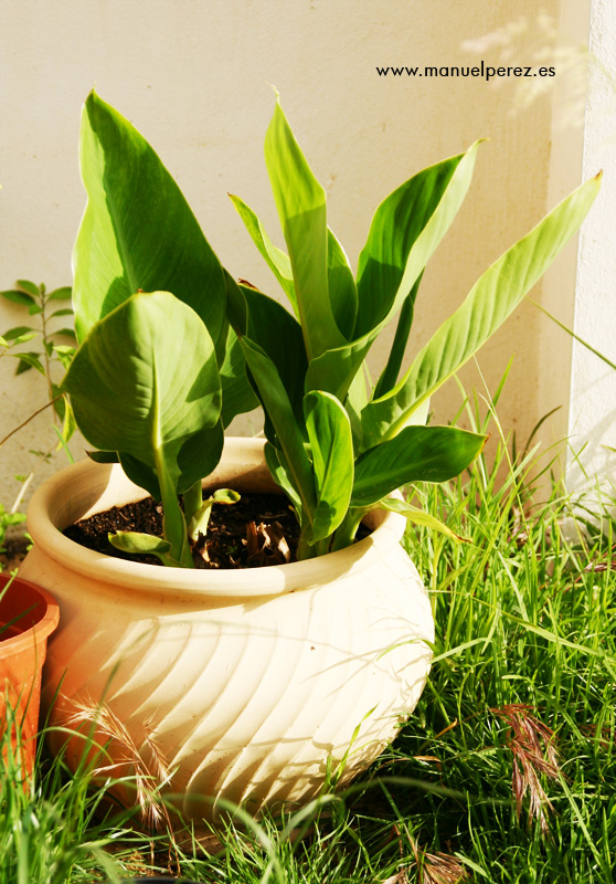 [Foto de planta, jardin, jardineria]