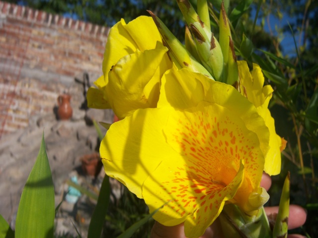 [Foto de planta, jardin, jardineria]