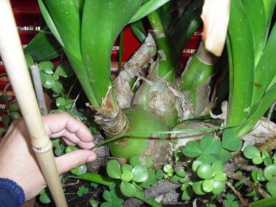 [Foto de planta, jardin, jardineria]