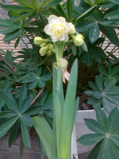 [Foto de planta, jardin, jardineria]