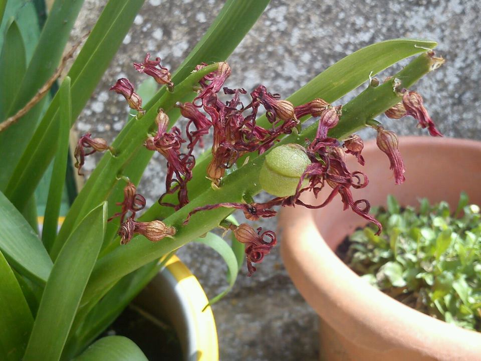 [Foto de planta, jardin, jardineria]