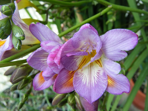 [Foto de planta, jardin, jardineria]