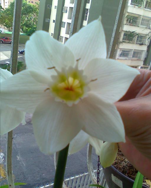 [Foto de planta, jardin, jardineria]