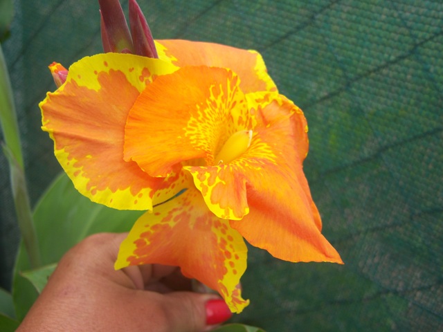 [Foto de planta, jardin, jardineria]