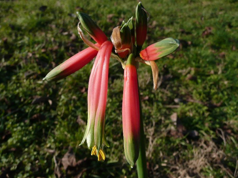 [Foto de planta, jardin, jardineria]