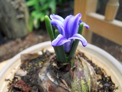 [Foto de planta, jardin, jardineria]