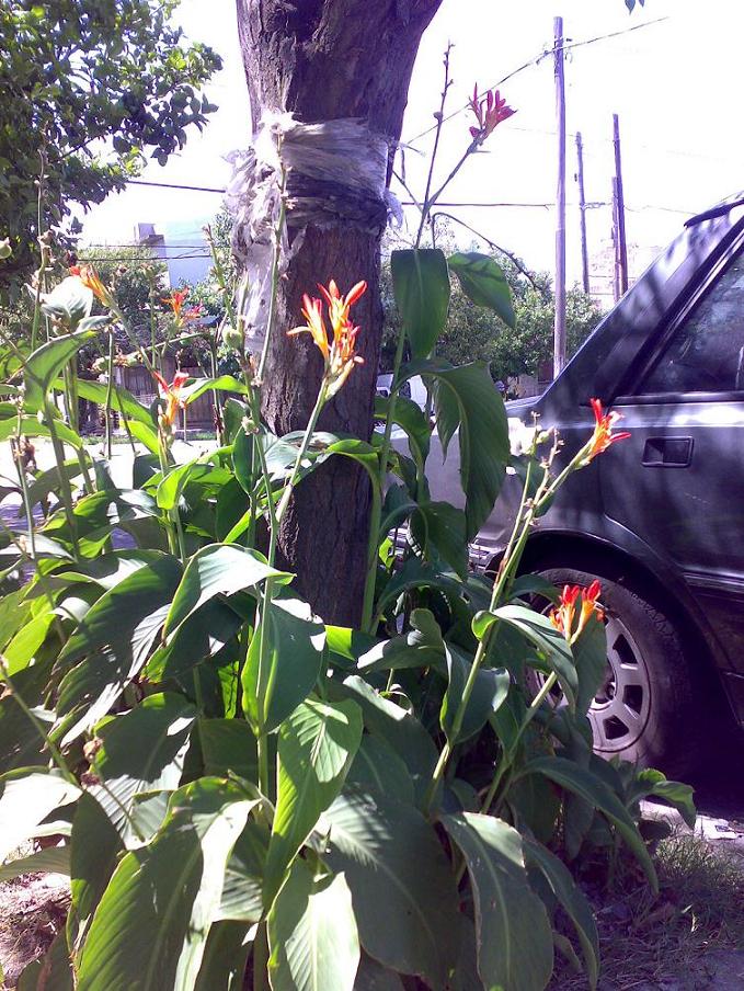 [Foto de planta, jardin, jardineria]