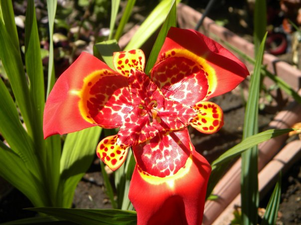 [Foto de planta, jardin, jardineria]