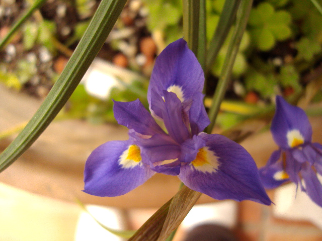 [Foto de planta, jardin, jardineria]