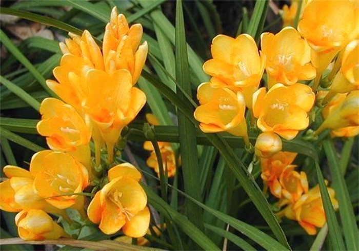 Fresia (Freesia)