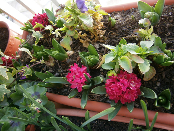 [Foto de planta, jardin, jardineria]