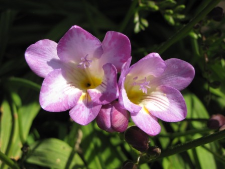 [Foto de planta, jardin, jardineria]