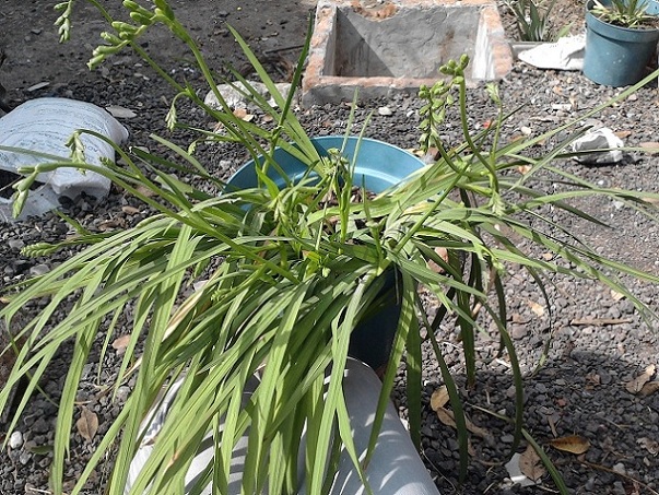 [Foto de planta, jardin, jardineria]