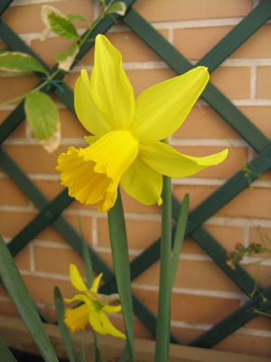 [Foto de planta, jardin, jardineria]