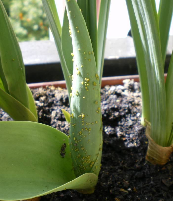 [Foto de planta, jardin, jardineria]