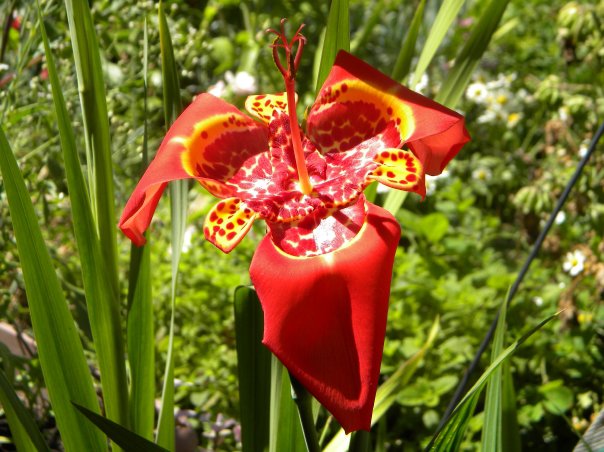 [Foto de planta, jardin, jardineria]