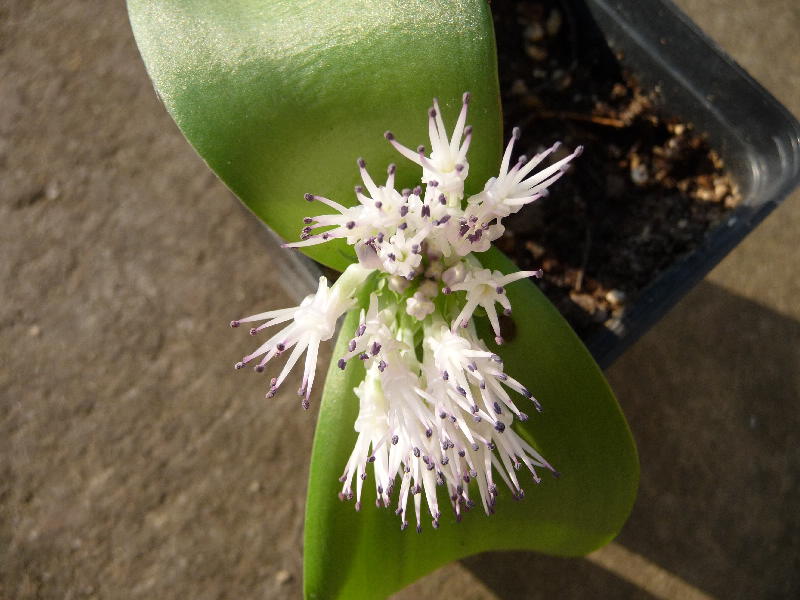 [Foto de planta, jardin, jardineria]