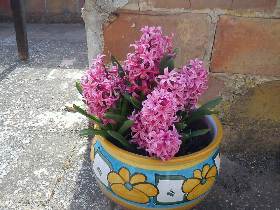 [Foto de planta, jardin, jardineria]