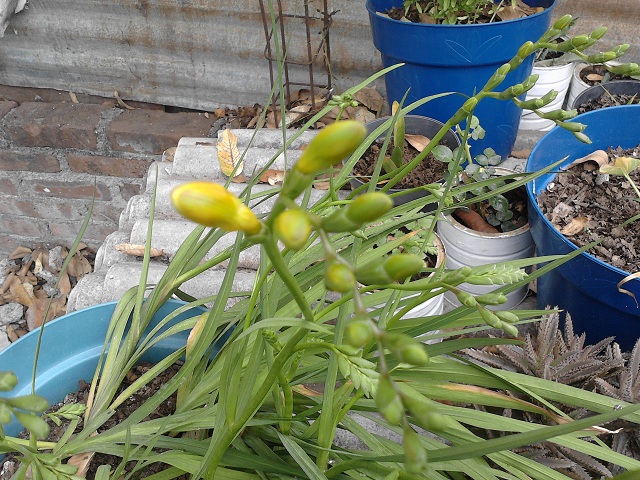 [Foto de planta, jardin, jardineria]