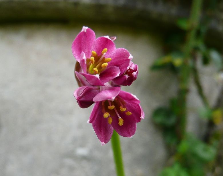 [Foto de planta, jardin, jardineria]