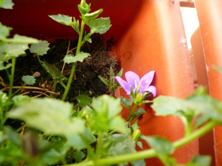 [Foto de planta, jardin, jardineria]