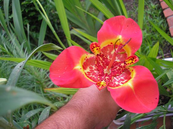 [Foto de planta, jardin, jardineria]