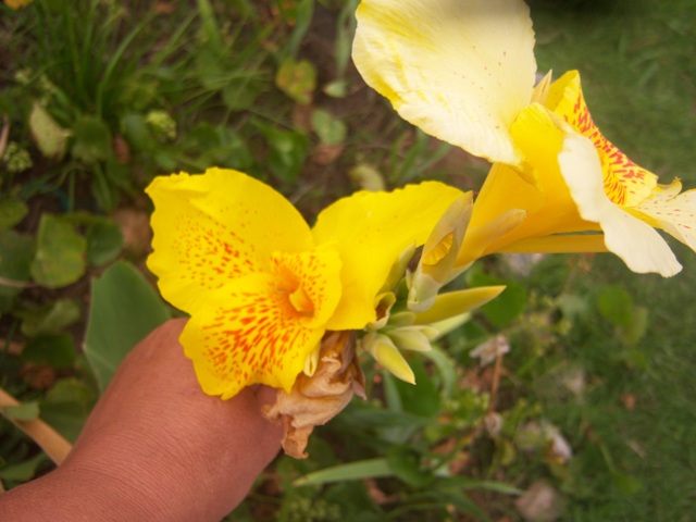 [Foto de planta, jardin, jardineria]