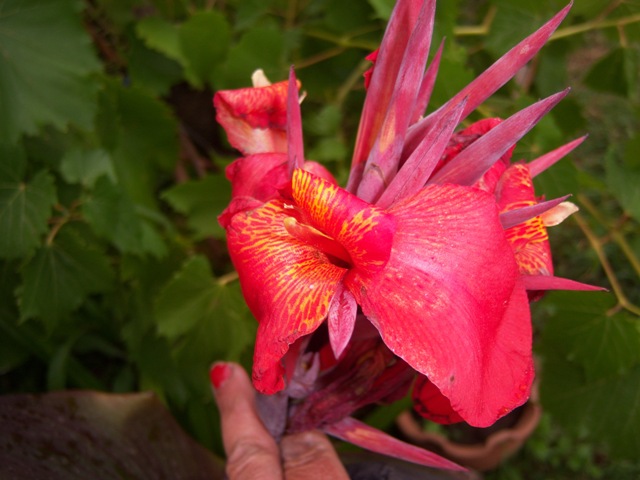 [Foto de planta, jardin, jardineria]