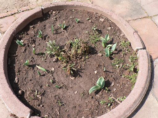 [Foto de planta, jardin, jardineria]