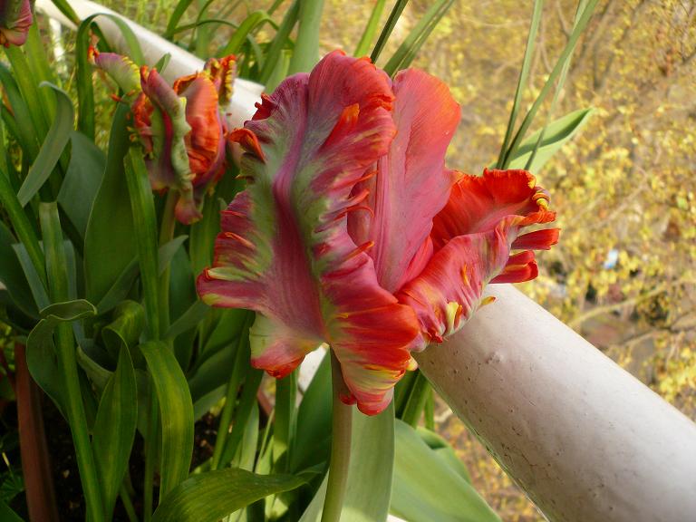 [Foto de planta, jardin, jardineria]