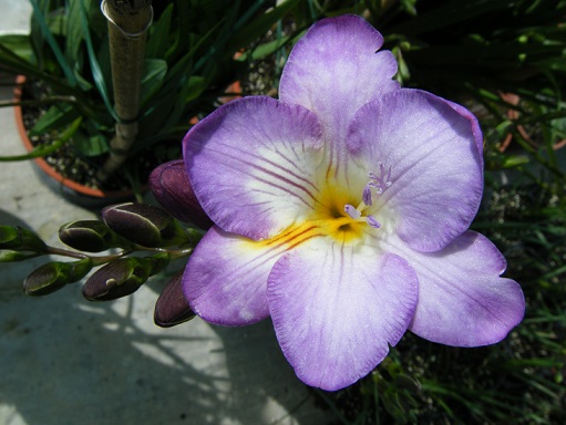 [Foto de planta, jardin, jardineria]