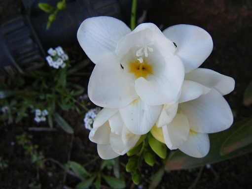 [Foto de planta, jardin, jardineria]