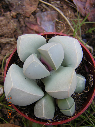 [Foto de planta, jardin, jardineria]