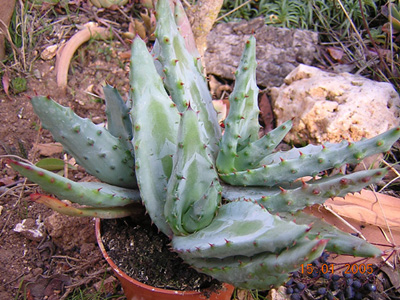 [Foto de planta, jardin, jardineria]