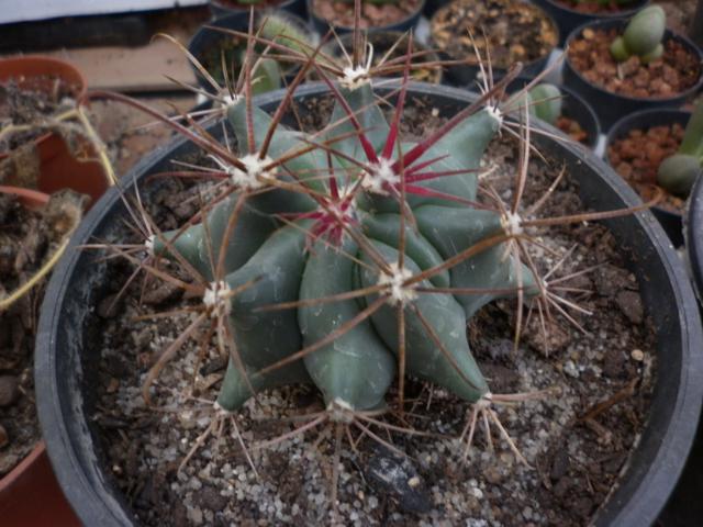 [Foto de planta, jardin, jardineria]