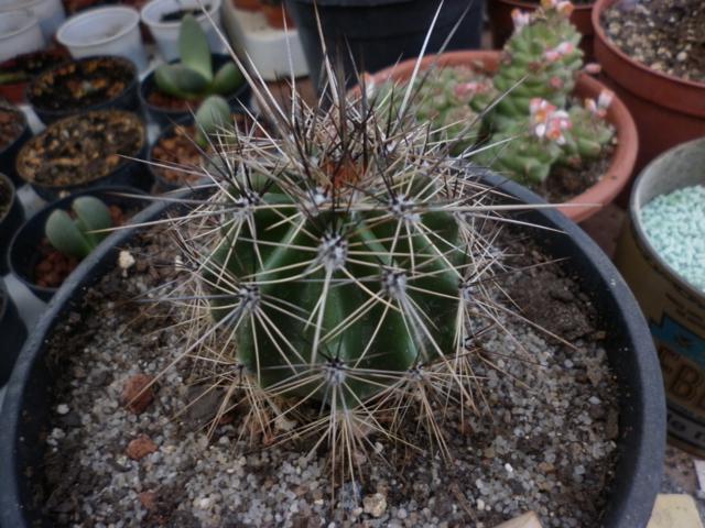 [Foto de planta, jardin, jardineria]