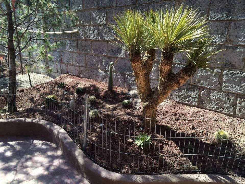 [Foto de planta, jardin, jardineria]