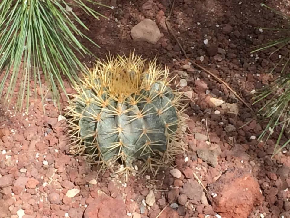 [Foto de planta, jardin, jardineria]