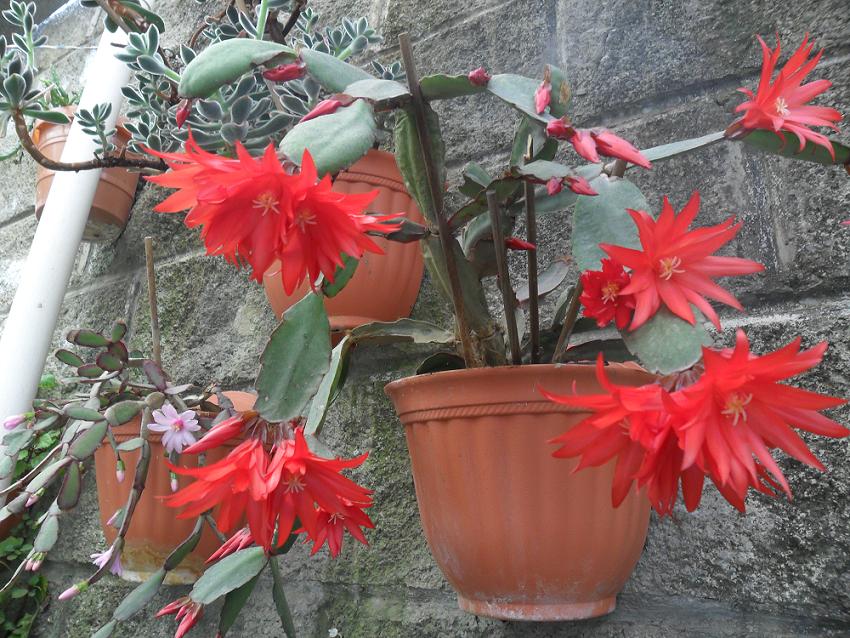 [Foto de planta, jardin, jardineria]