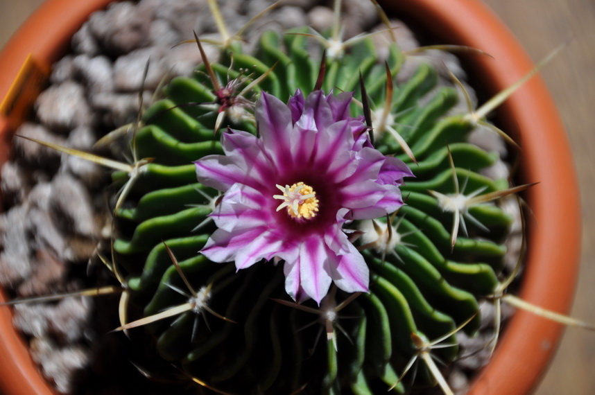 [Foto de planta, jardin, jardineria]