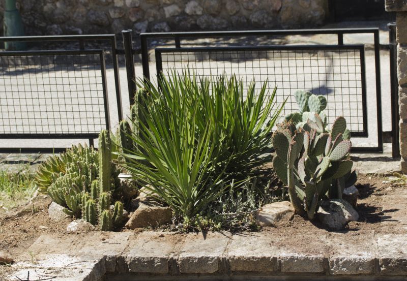 [Foto de planta, jardin, jardineria]