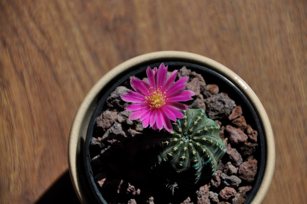 [Foto de planta, jardin, jardineria]