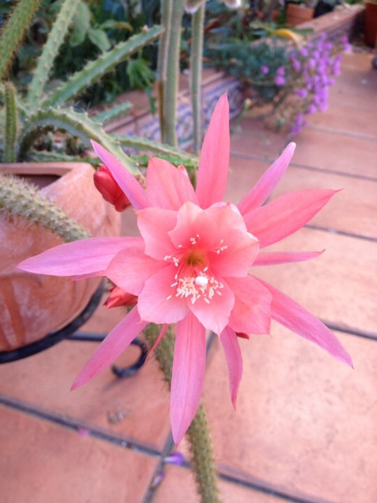 [Foto de planta, jardin, jardineria]