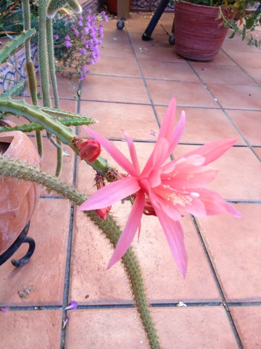 [Foto de planta, jardin, jardineria]