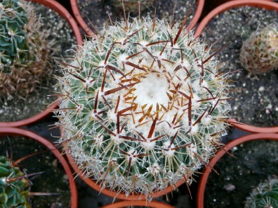 [Foto de planta, jardin, jardineria]