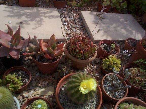 [Foto de planta, jardin, jardineria]