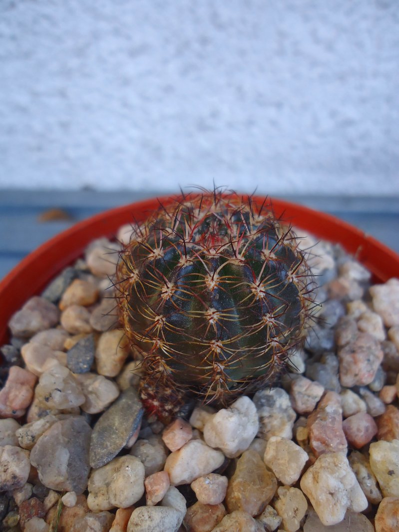 [Foto de planta, jardin, jardineria]