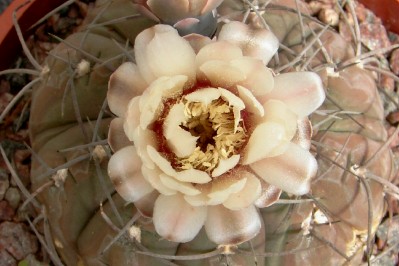 [Foto de planta, jardin, jardineria]