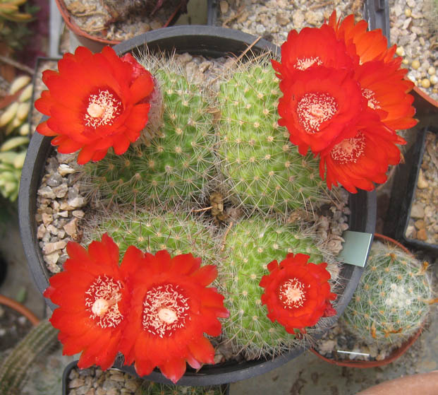 [Foto de planta, jardin, jardineria]