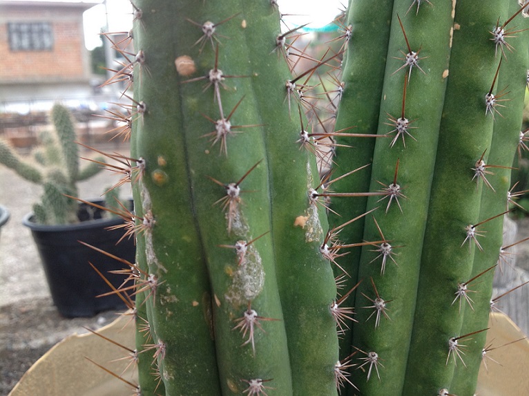 Problemas Plagas Y Enfermedades En Cactus